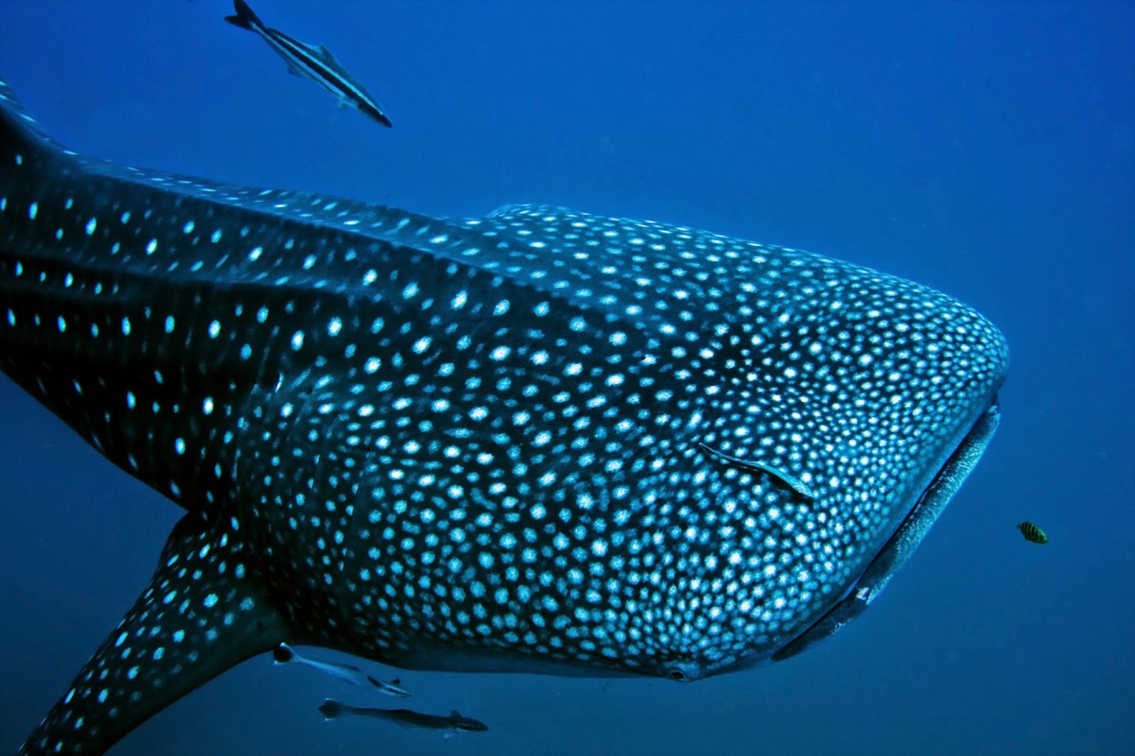 Filipiny Raj Na Ziemi Whale Sharks Rekiny Wielorybie Filipiny Raj Na Ziemi Whale Sharks Rekiny Wielorybie