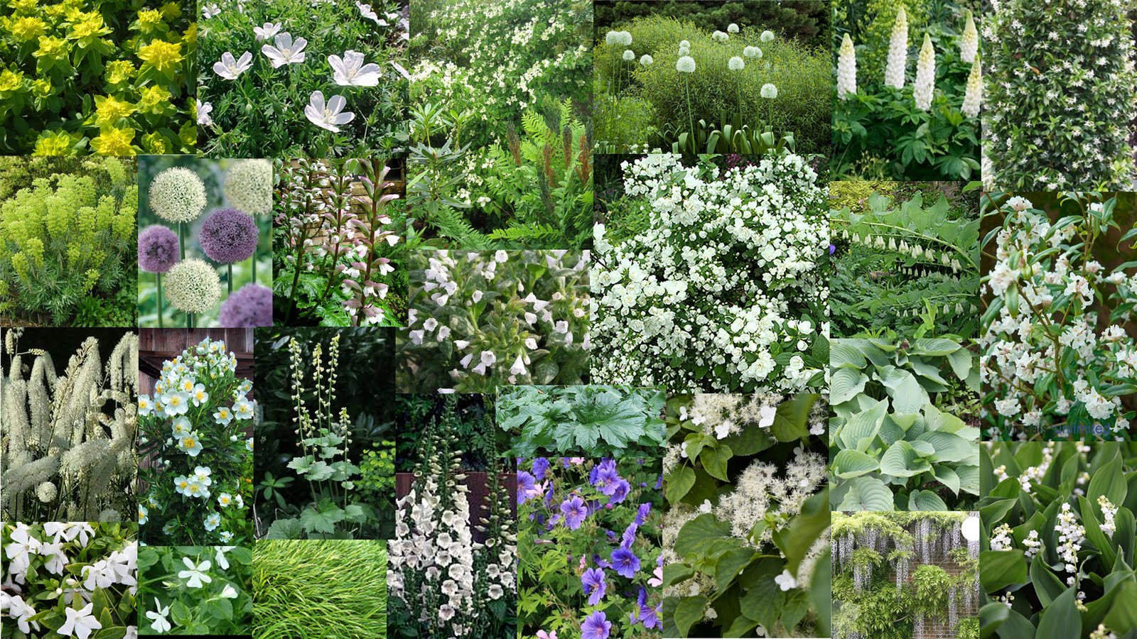 red post hill PLANT PALETTES