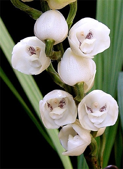 Um sonho chamado Orquídea : Peristeria Elata ( orquídea Pomba da paz)