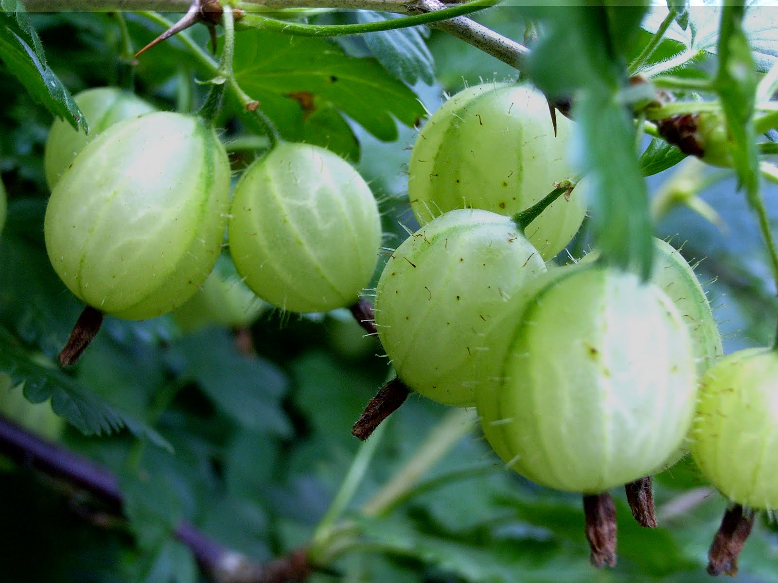 Bilder-Bibliothek: Stachelbeeren