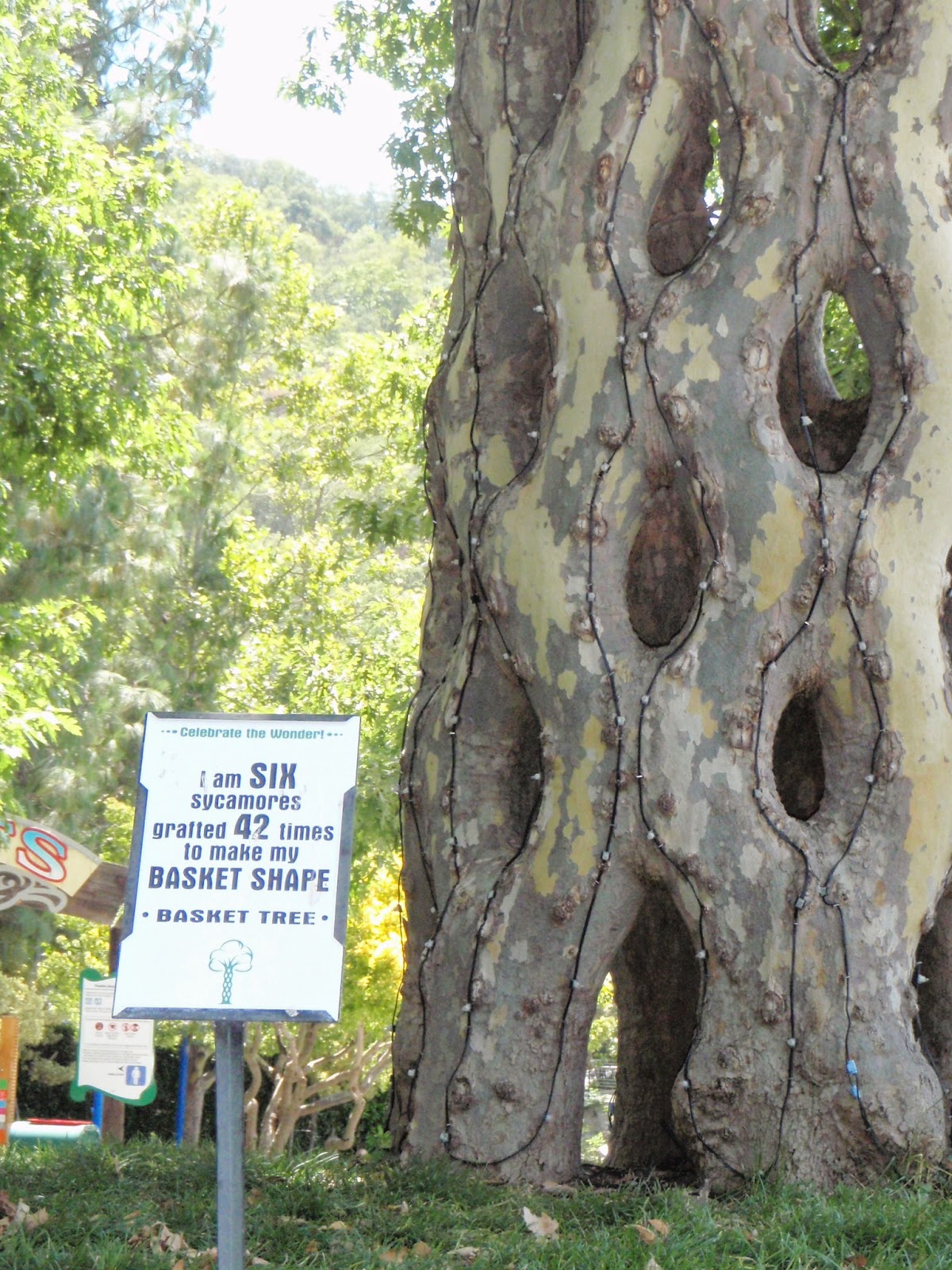 Adventure Talgache the basket tree