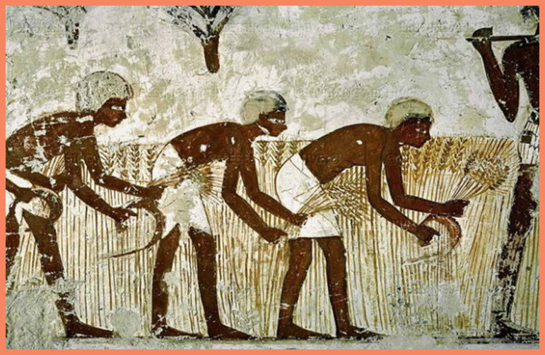 AGRICULTURE IN ANCIENT EGYPT food recipes