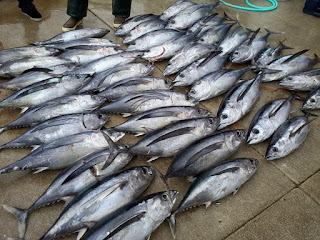 distributor ikan laut muara angke