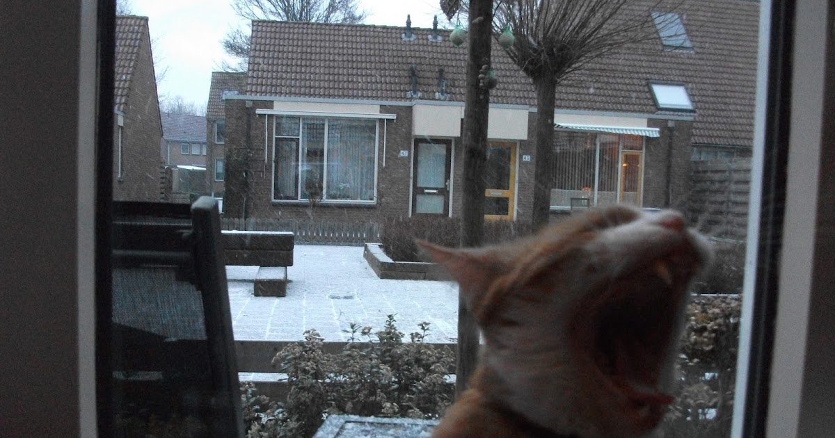 Een Leiderdorper Als de kat van huis is