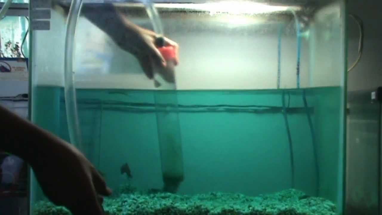 5 pasos para limpiar la pecera de tu amigo marino