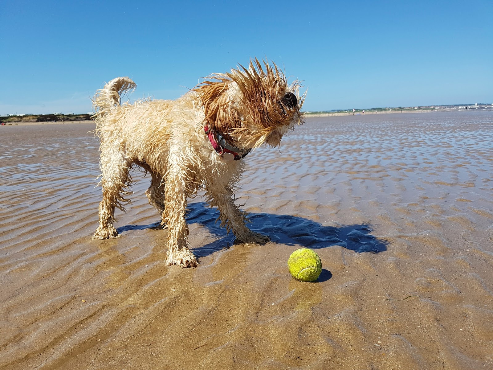 A Review Of Environmental Enrichment For Kennelled Dogs Canis Familiaris A Review Of Environmental Enrichment For Kennelled Dogs Canis Familiaris
