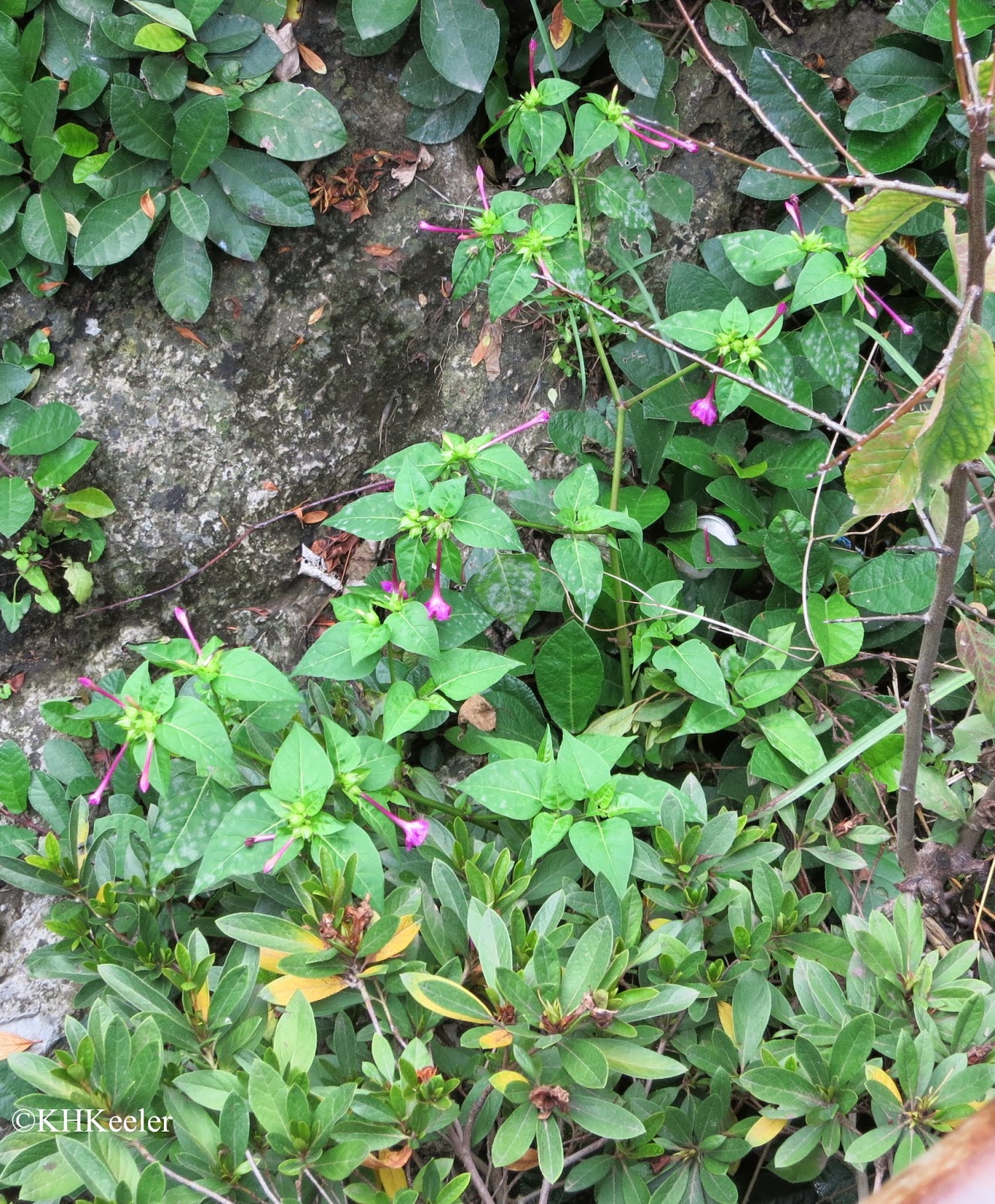 four o'clocks, Mirabilis jalapa, Dali four o'clocks, Mirabilis jalapa, Dali