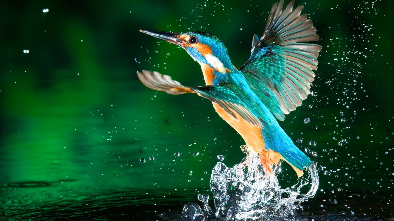 kingfisher bird hd wallpapers free download 1080p