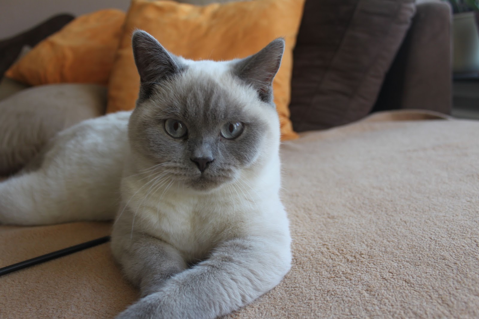 Sharon Baker Liest Katzen