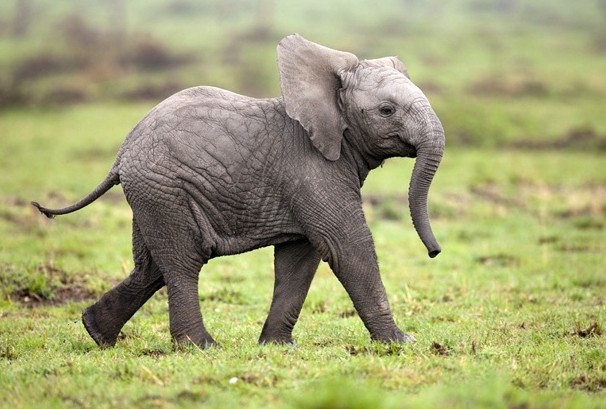 Gambar Gajah Lucu Banget