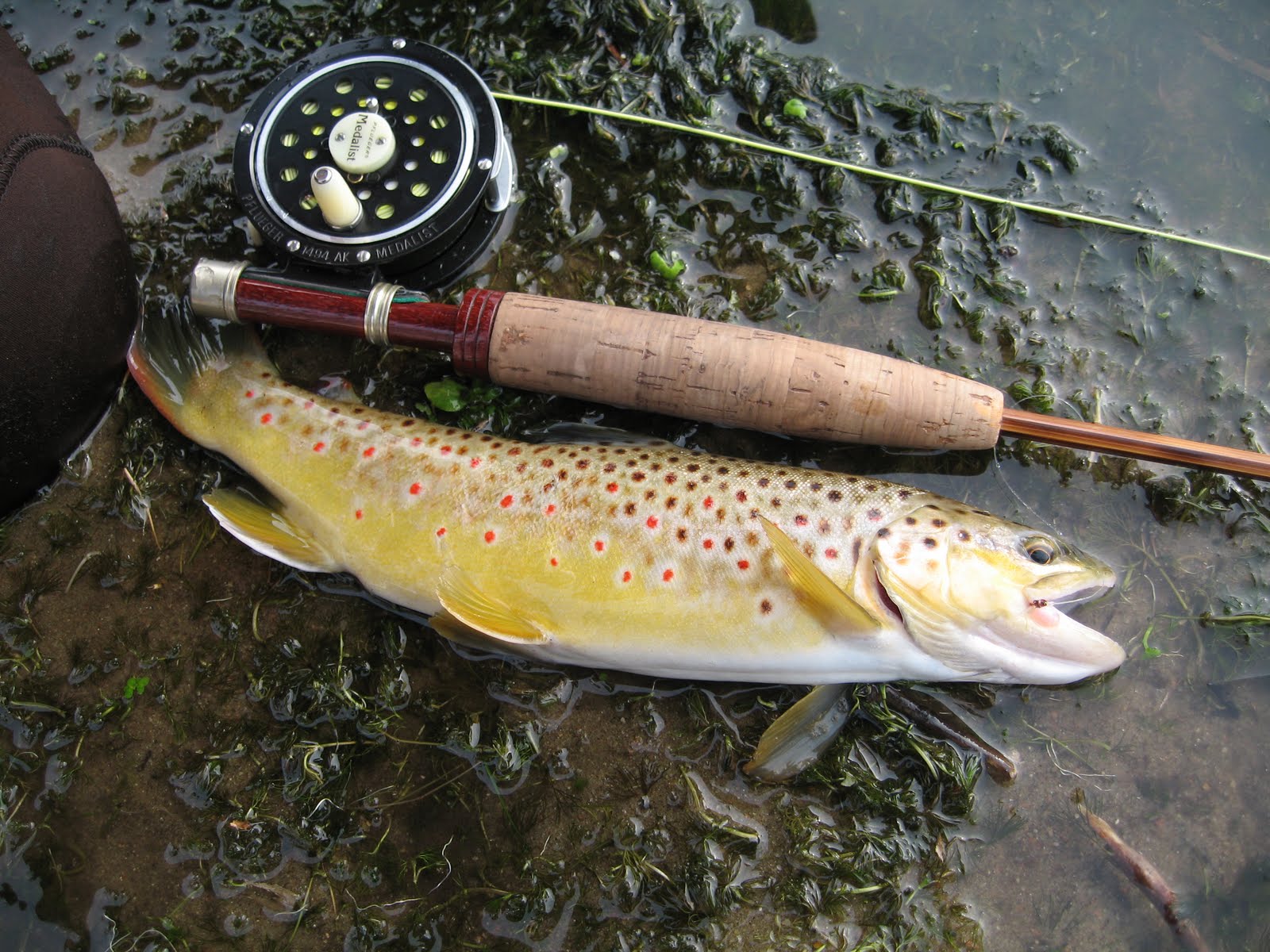 Brookies and Browns Nebraska Trout Streams