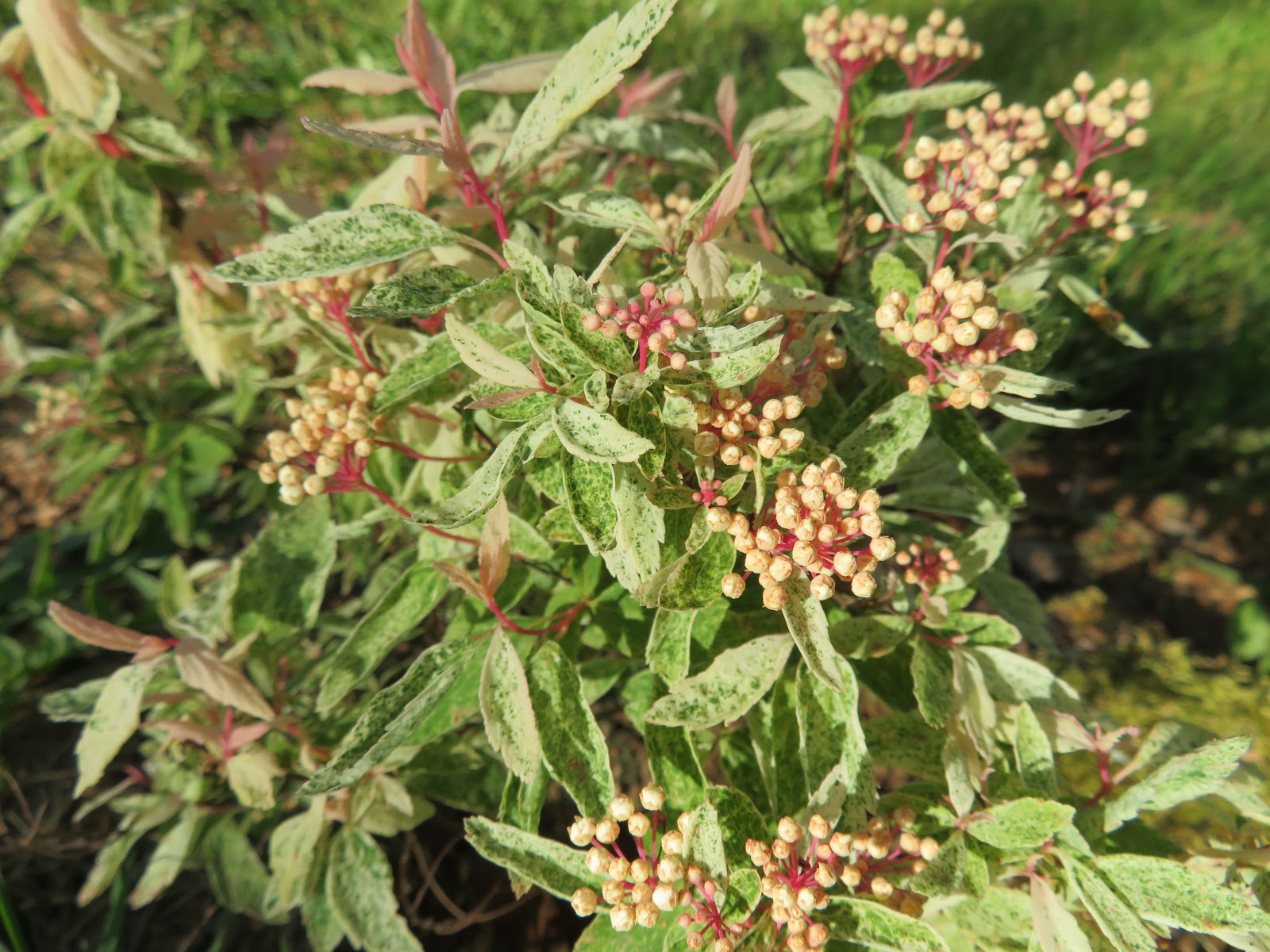 Flora Wonder Blog July 2017