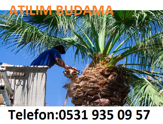 Atilim Budama 0531 935 09 57 Kadikoy Agac Budama Fiyatlari Sirketleri Firmalar Kesim Isleri Yapanlar 2018