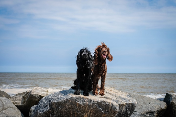 Dog Friendly Guide to Norfolk