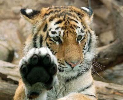 Kisah Seekor Harimau Yang Beriman  Sumber Informasi Terkini©