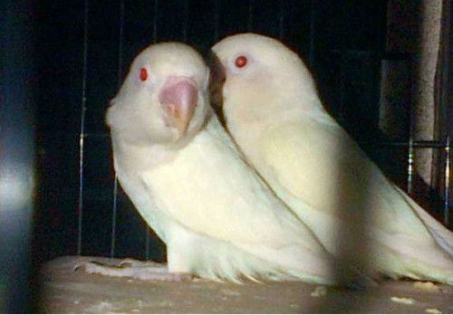 Daftar Harga Burung Lovebird Albino Mata Merah Terbaru 2020