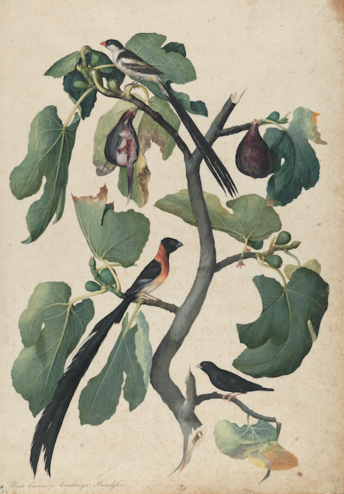Mostra Jacopo Ligozzi Firenze - Tavole naturalistiche – Gli Uccelli - Ficus Carica (Ficus carica L.) con Vedova Domenicana (Vidua Macroura), Vedova Paradisea (Steganura paradisea) e Vedova Combassù (Hypochera Chalybeata), 1577-1587 ca