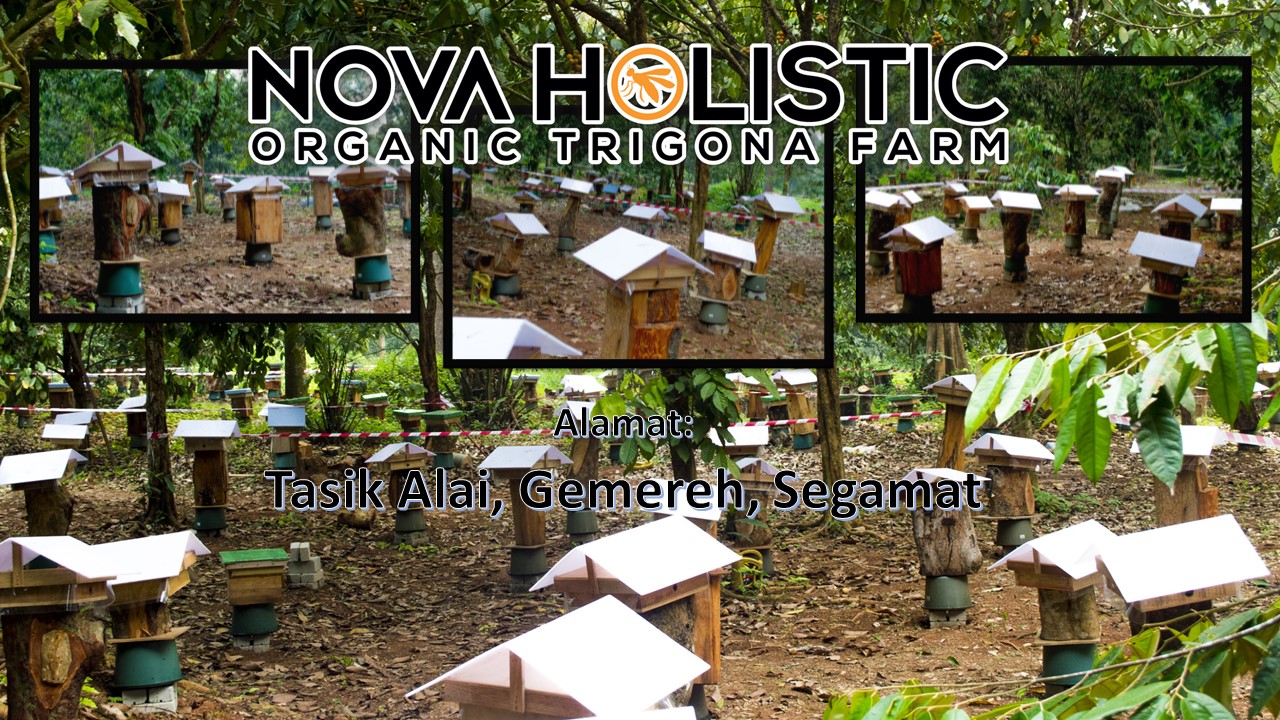 Amnashriq Lebah Kelulut Buat Duit Dengan Kelulut