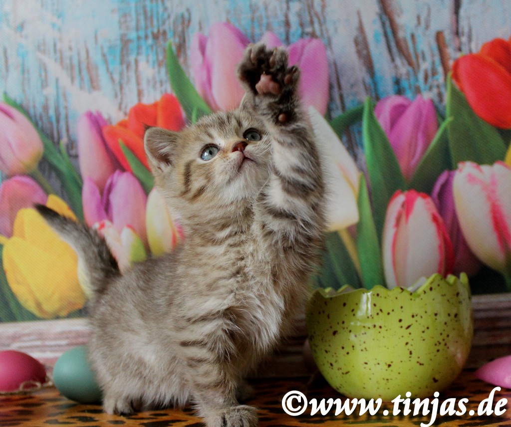 Britisch Kurzhaar (BKH) Kitten und Britisch Langhaar Katzenbabys 🐹