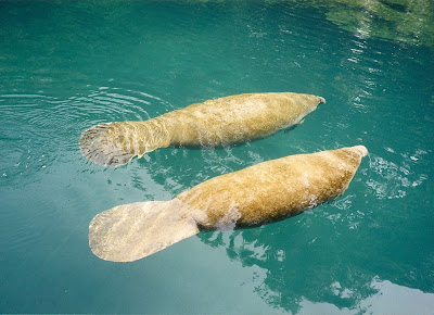 Florida Manatees