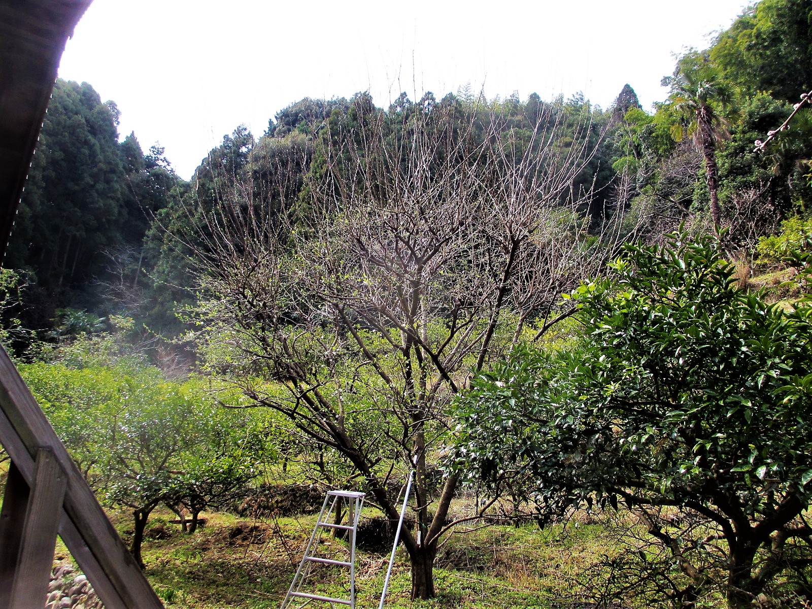 果樹オーナー日記 でっかいスモモの木