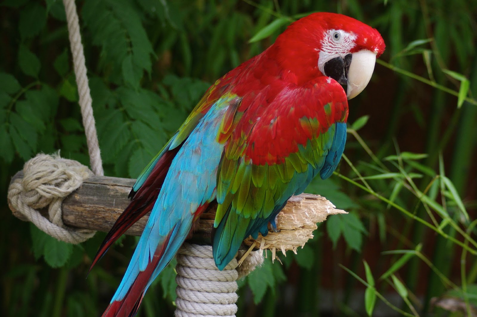 Abécédaire Psittacisme