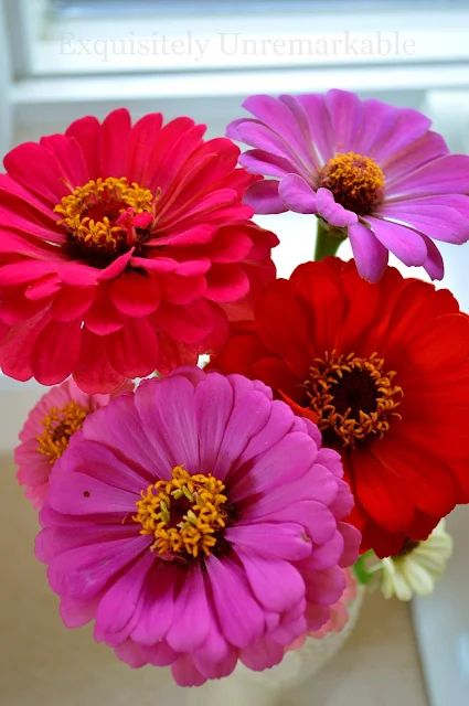 Multi-colored zinnias