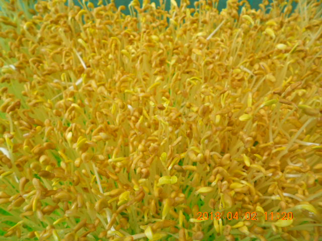 ��Ī��,��Ī�گ�,fenugreek,fenugreek-seeds,�����l,��Ī�ڽ��n,��Ī�ڬ�\��,��Ī�گ��\��,��Ī�ڵo����,��Ī�ڬ�