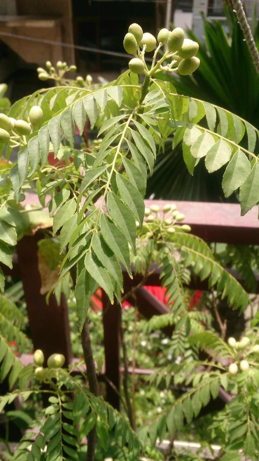 Healthy Yummy Food Curry LeavesHealth Benefits