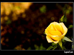 yellow rose roses background backgrounds desktop wallpapers wallpapersafari posted screensavers admin pm kasur