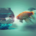 Fantasy Fish Bowl Photoshop