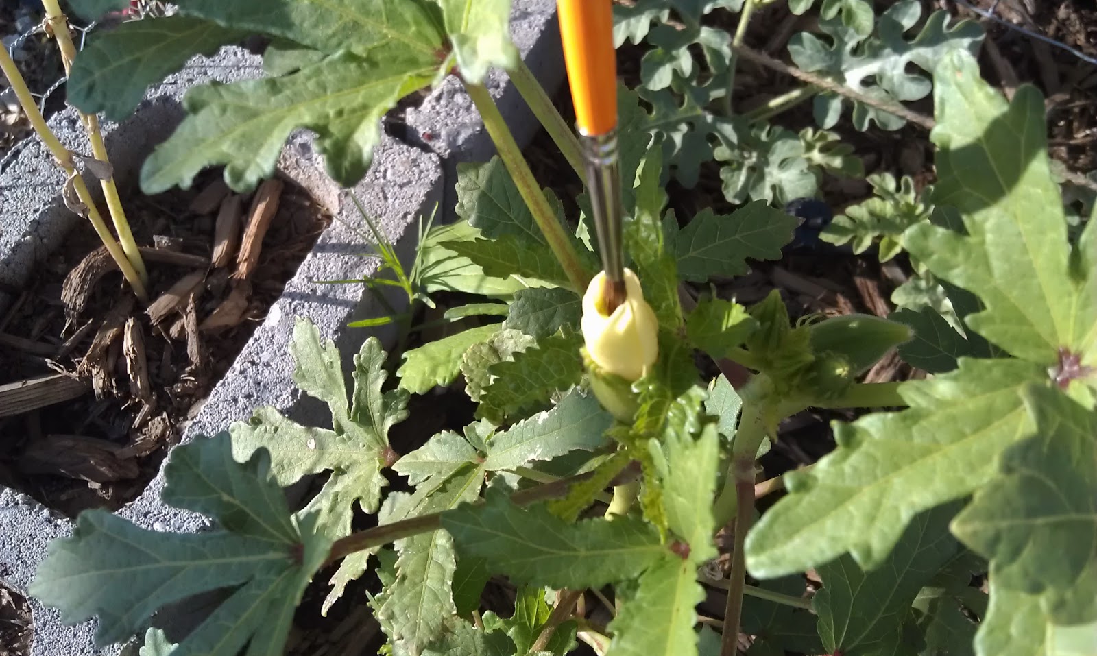 Backyard Chicken Ladythinking out loud HandPollinating, Part 2