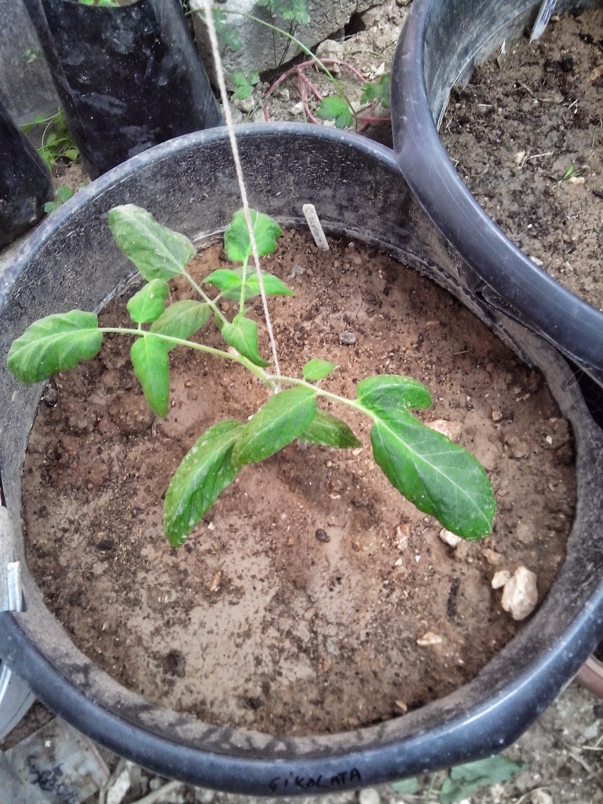 Tarım Siteniz Çikolata domates (chocolate stripes tomatoes)