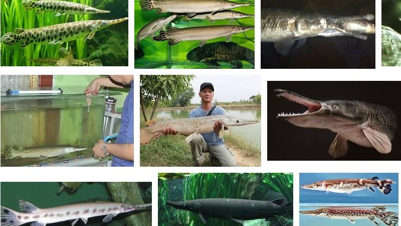 Cara Merawat Ikan Aligator Ikan Buaya Agar Cepat Besar Dan Sehat Cara Merawat Ikan Aligator Ikan Buaya Agar Cepat Besar Dan Sehat