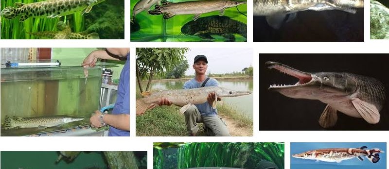 Cara Merawat Ikan Aligator (Ikan Buaya) Agar Cepat Besar dan Sehat