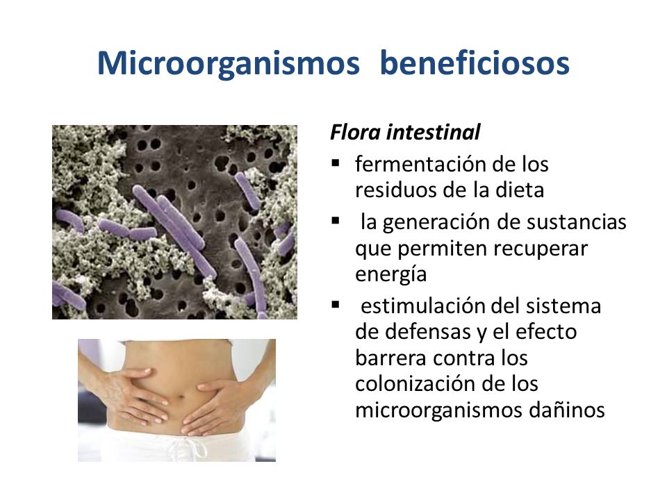 Microorganismos Beneficiosos