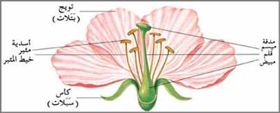 الزهرة ومكوناتها الموسوعة المدرسية