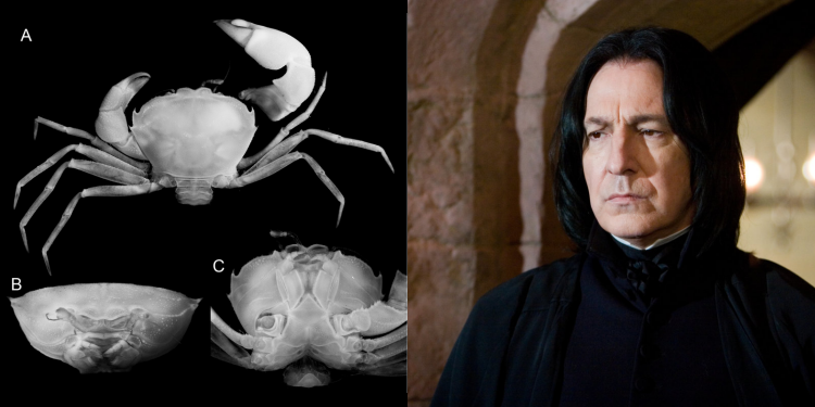 Crab Severus Snape Name