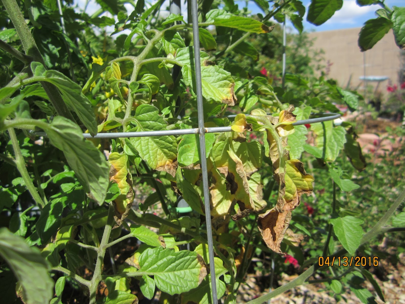 xtremehorticulture-of-the-desert-what-causes-brown-spots-on-tomato-leaves
