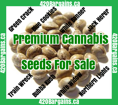 Grow your own cannabis from seeds