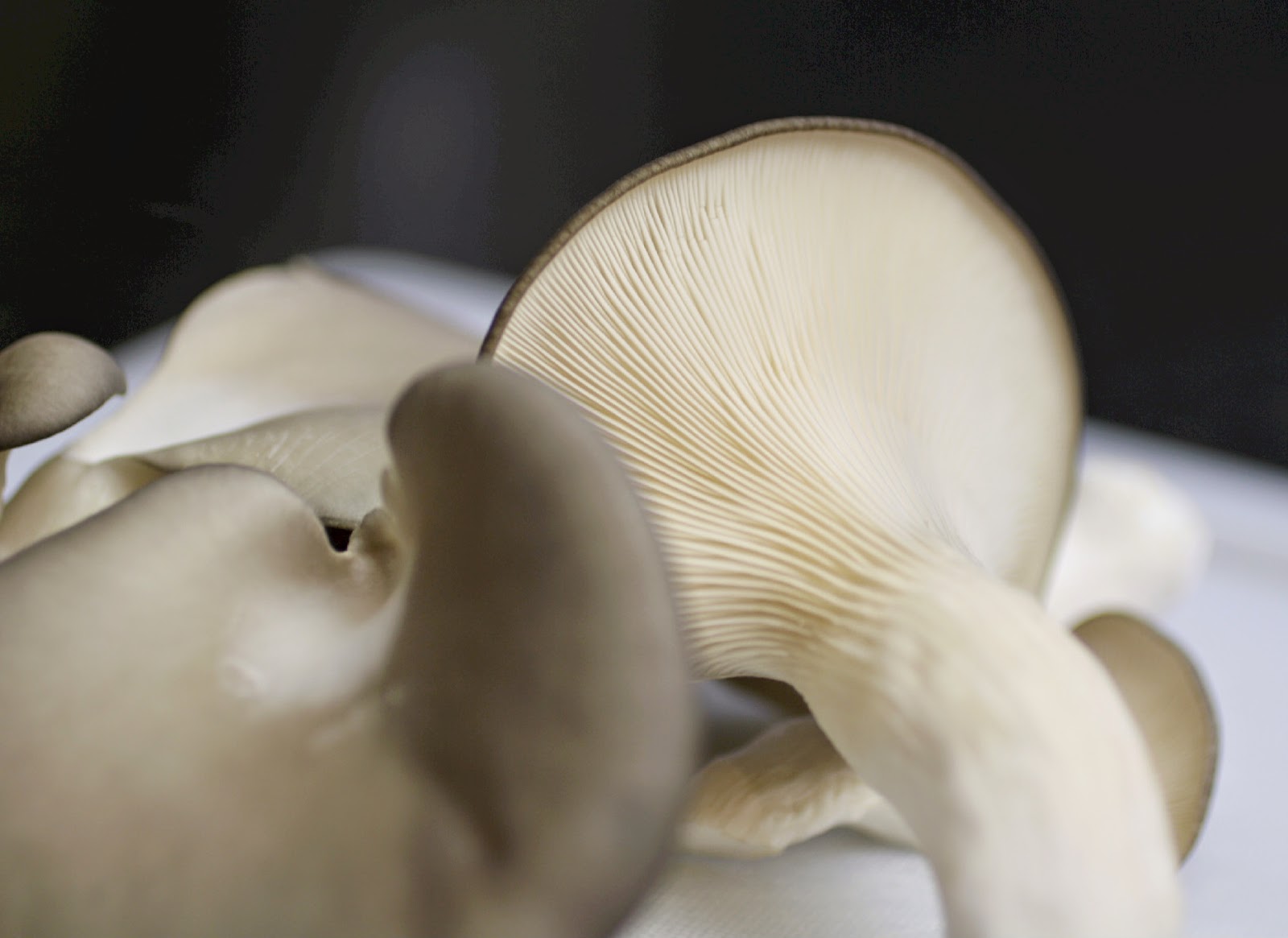 Oyster Mushrooms with Tofu