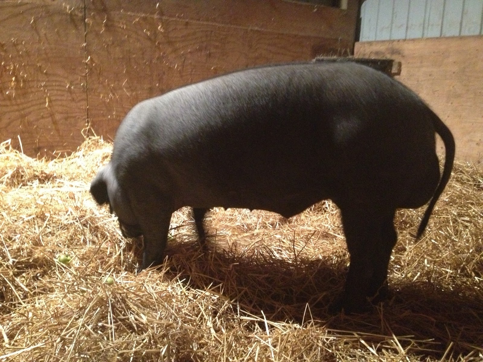 The Summer Homestead Castrating the Piglets