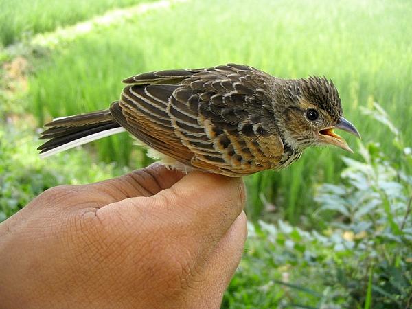 Burung Branjangan Banyak Jenis Burung Branjangan Tetapi Hanya