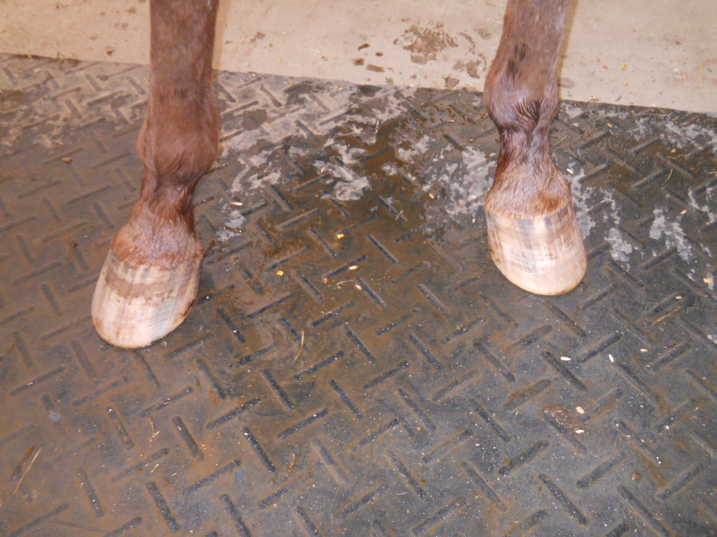 Rehab Update Navicular in Horses