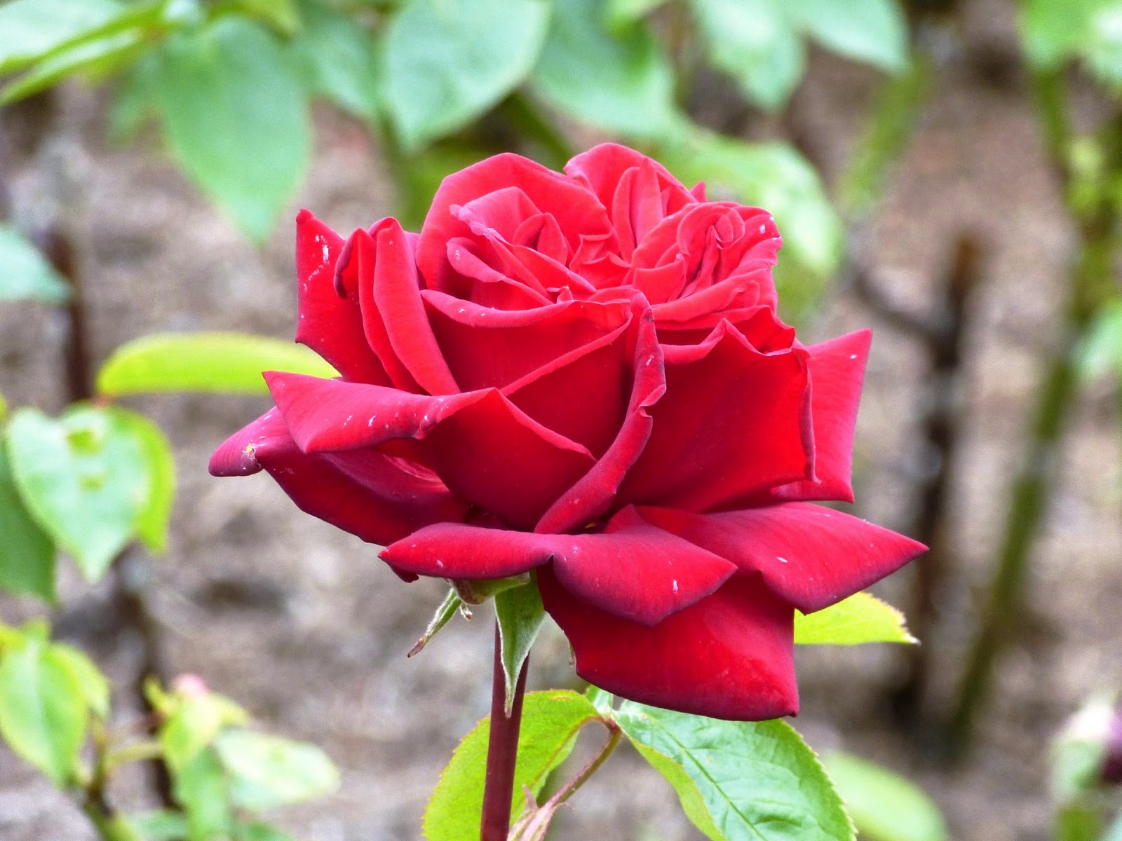 Fernando Ruz: Tiempo de rosas