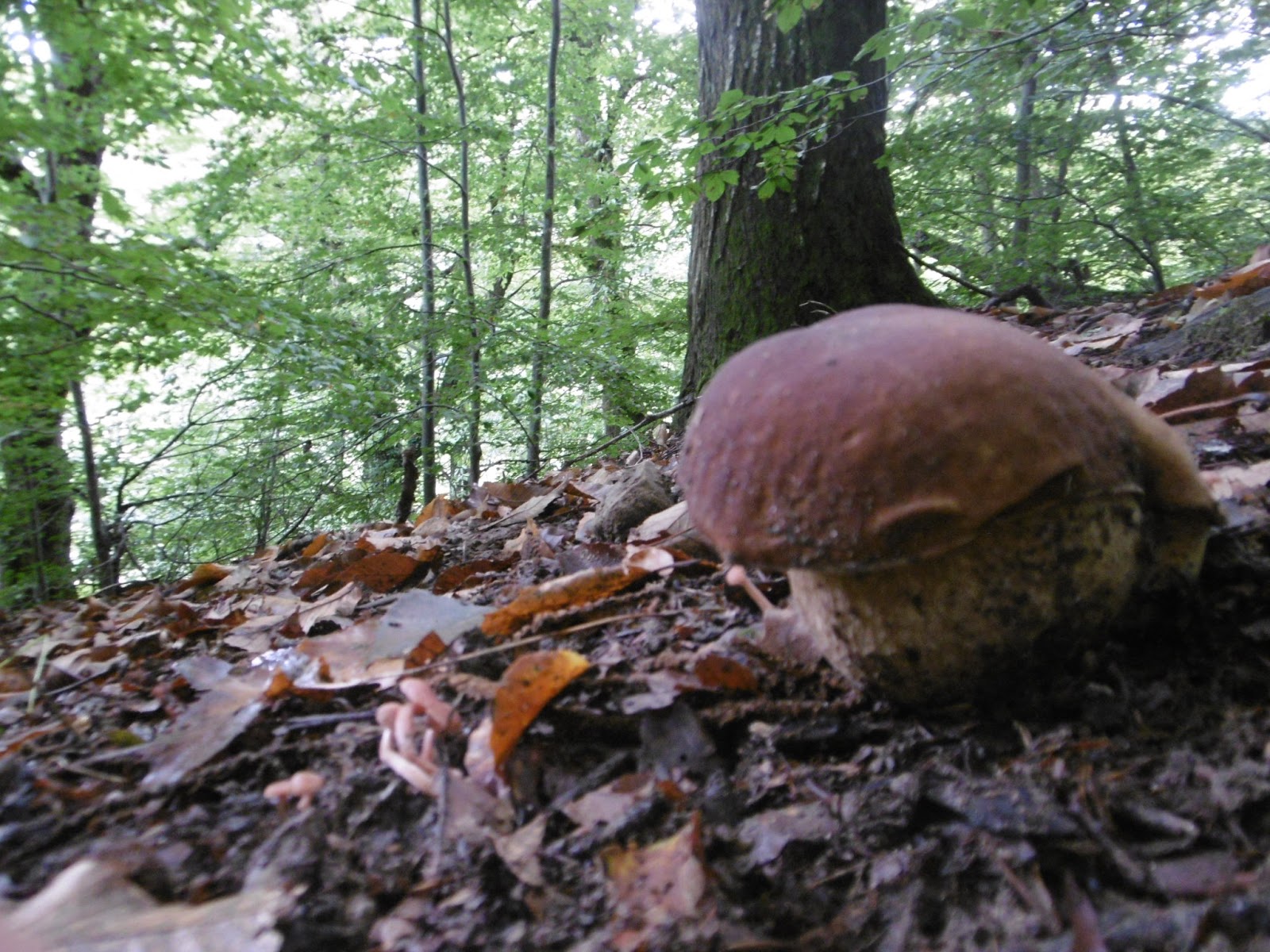 Prevedere l'uscita dei porcini