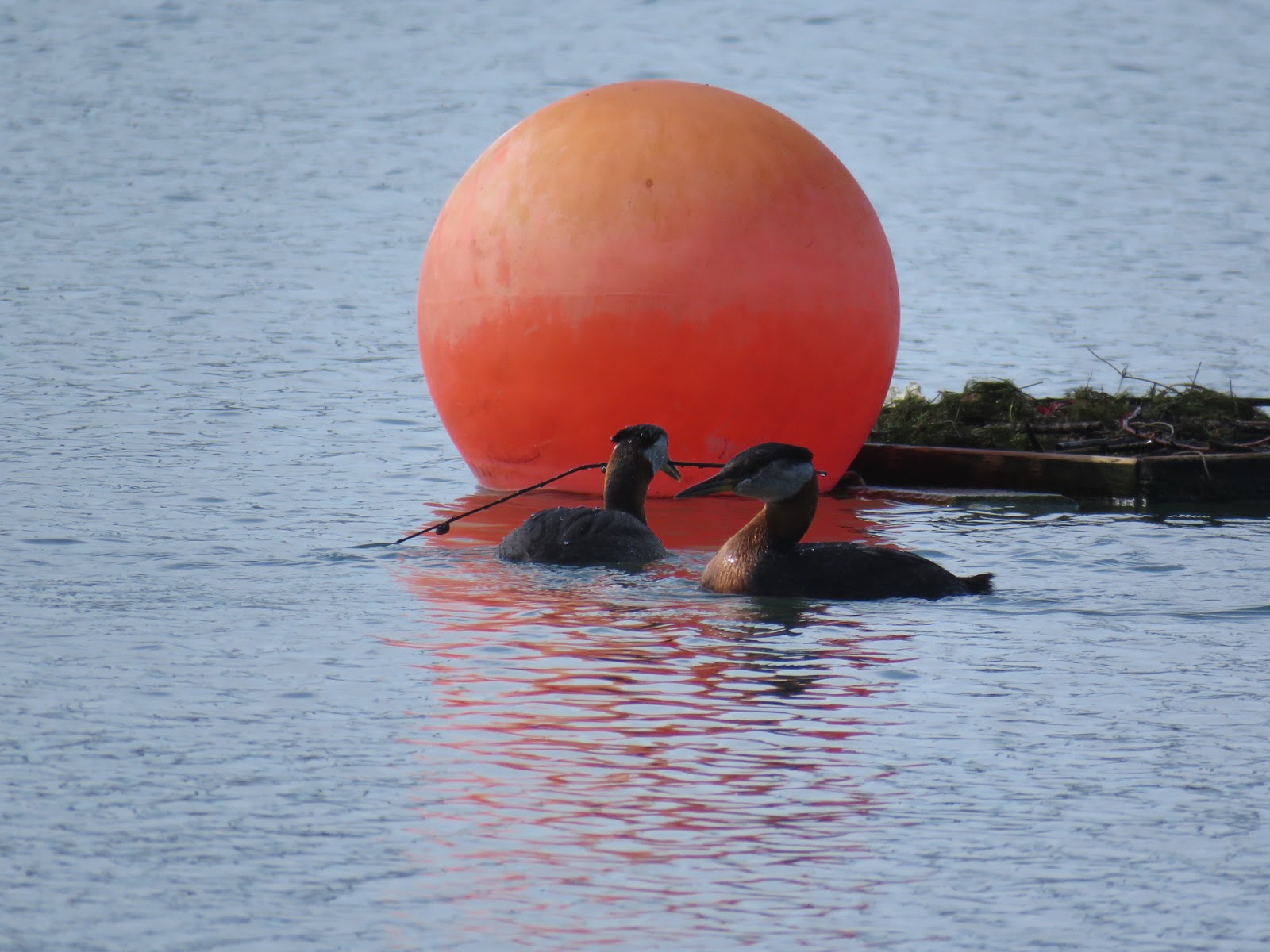 Bird & Travel Photos, Birding Sites, Bird Information DOUBLECRESTED