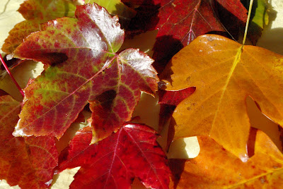 pretty autumn leaf preservation 