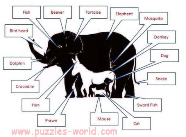 Answer to How many Animals can you see