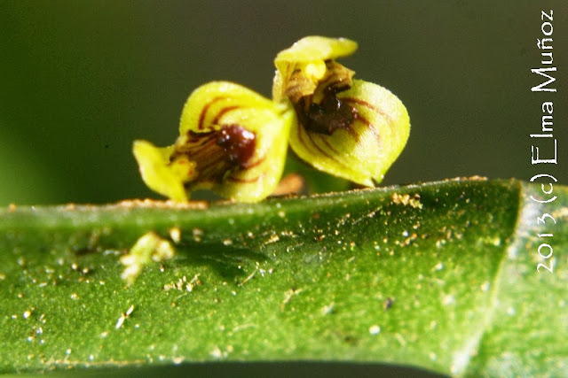 Pleurothallis sp. Orquideas peruanas